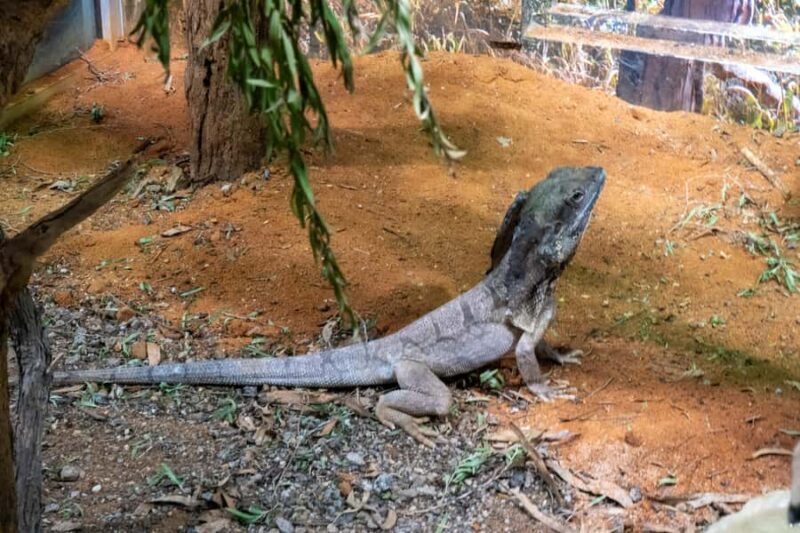 From Sydney: Blue Mountains, Scenic Railway, & Sydney Zoo - The Cultural Dimension