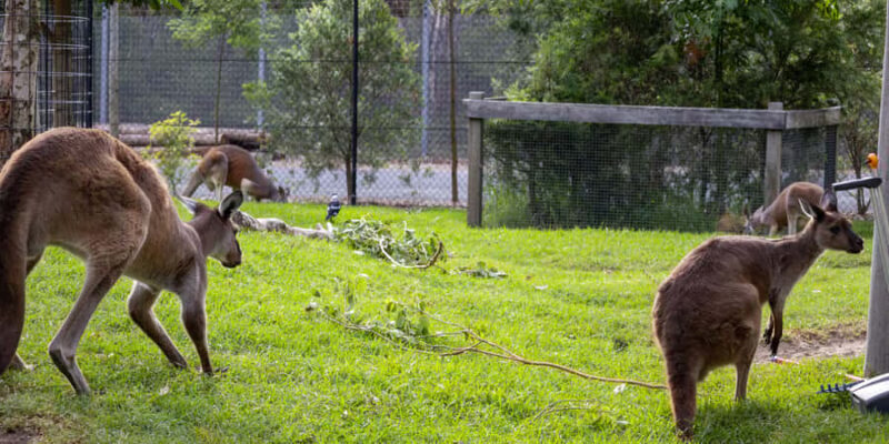 From Sydney: Blue Mountains, Scenic Railway, & Sydney Zoo - Transportation and Timing