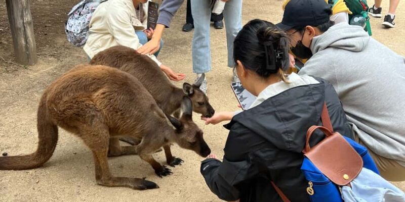 From Sydney: Blue Mountains, Sydney Zoo & Walking Tour - Why This Tour Works (and Who It’s Best For)