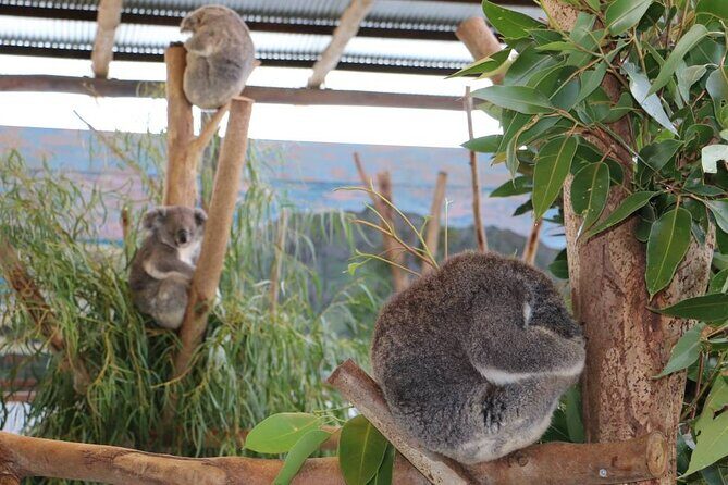 From Sydney: Blue Mountains with Zoo, Koala Photo & Scenic World - FAQ