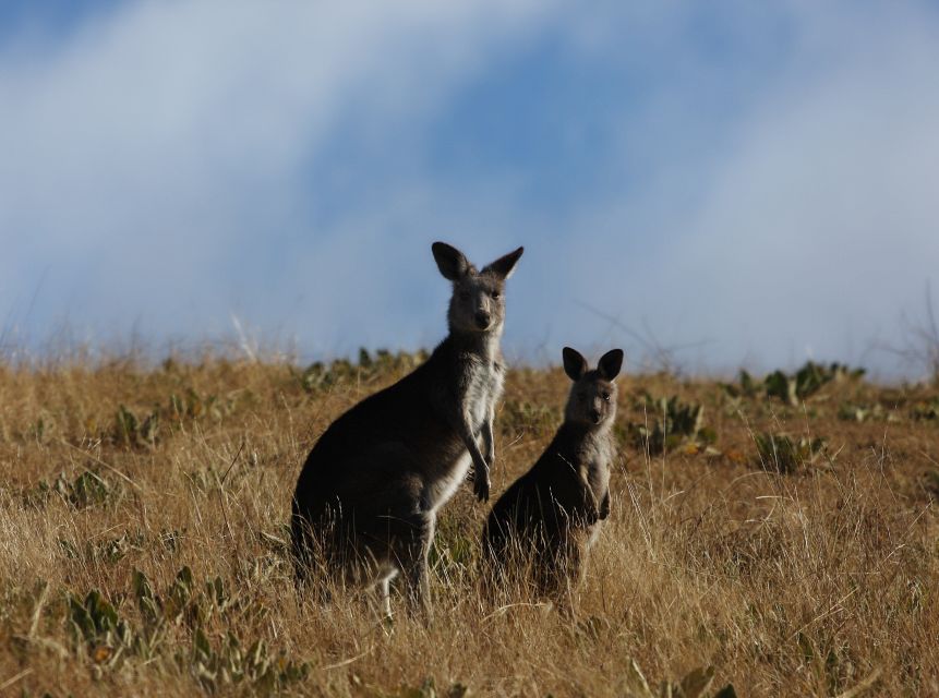 From Sydney: Canberra Day Tour - Customer Reviews