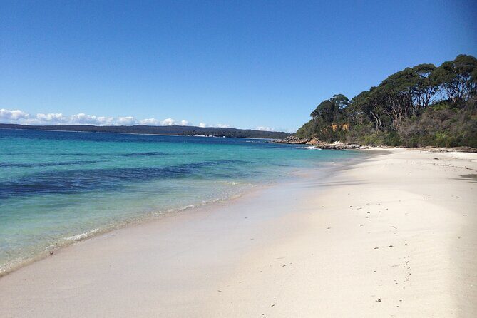 From Sydney: Day Tour to Jervis Bay with Beaches and Koalas - Authentic Experiences and Traveler Feedback