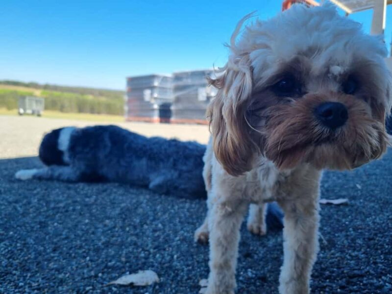 From Sydney: Hunter Valley Beer & Wine Group Tour - An In-Depth Look at the Hunter Valley Beer & Wine Group Tour