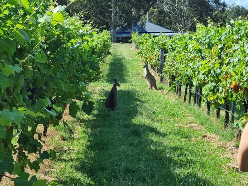 From Sydney: Hunter Valley Beer & Wine Group Tour - FAQ: Practical Questions Answered