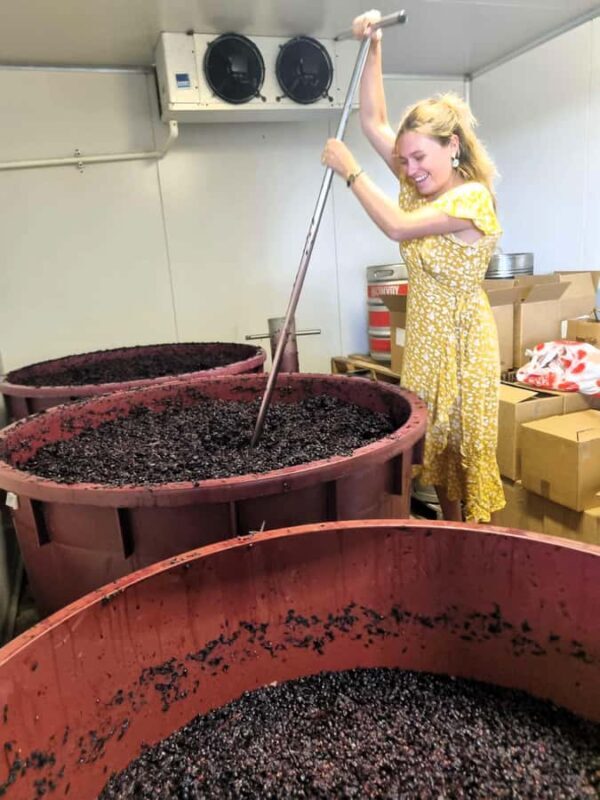 From Sydney: Hunter Valley Wine, Gin & Food Tastings Tour - The Not-So-Perfect Aspects