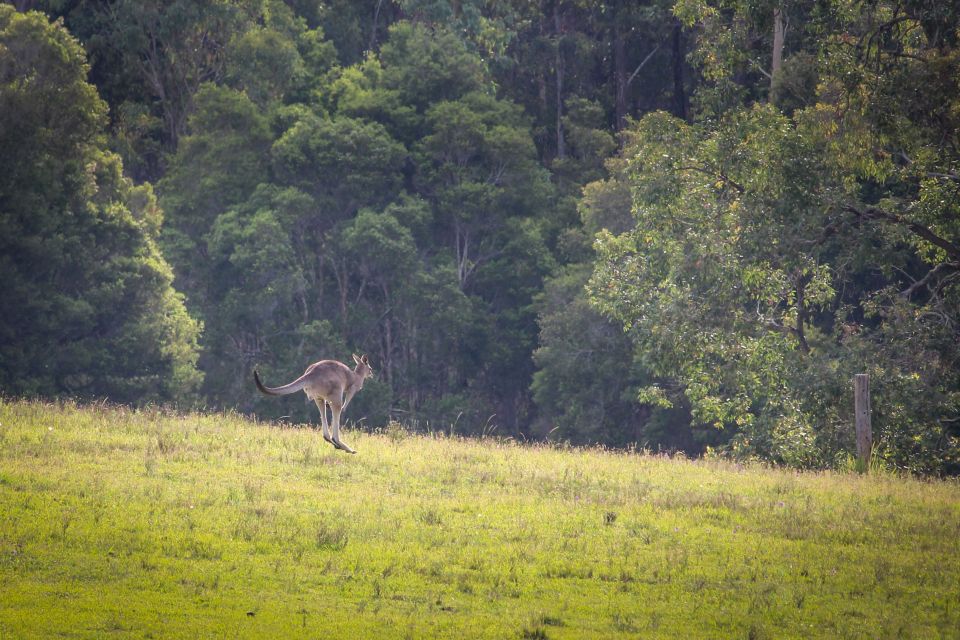 From Sydney: Hunter Valley Wine Tasting Private Day Tour - Languages