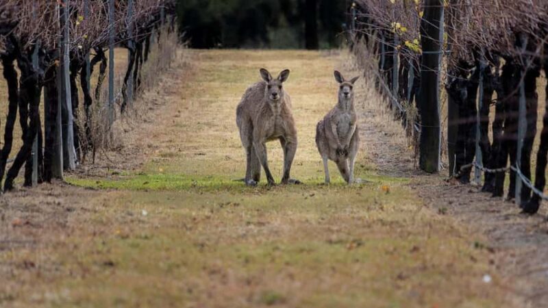 From Sydney: Hunter Valley Wine Tasting & Winery Picnic Tour - Key Points