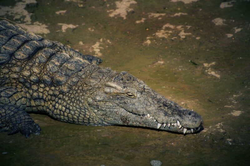 From Taghazout: Agadir Crocoparc Ticket and Transfer - Customer Feedback