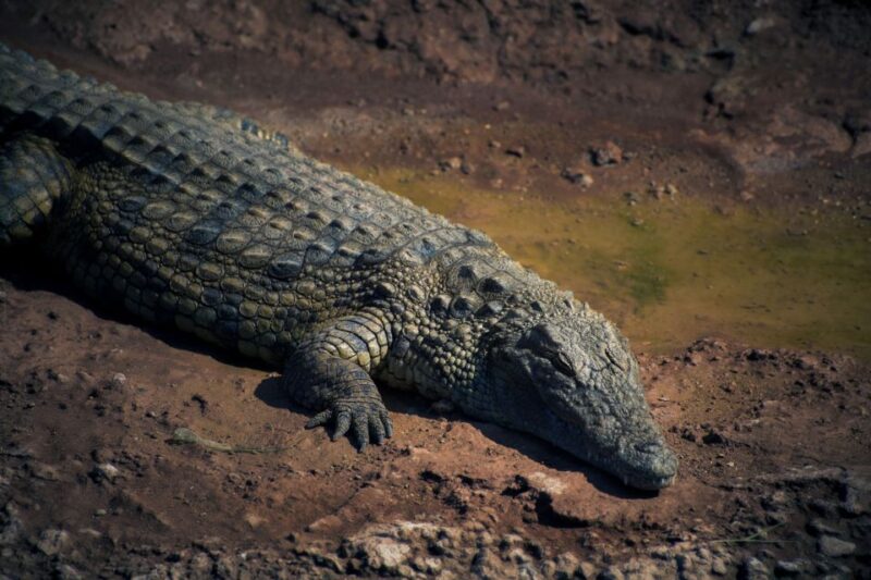 From Taghazout: Agadir Crocoparc Ticket and Transfer - Exploring Crocoparc