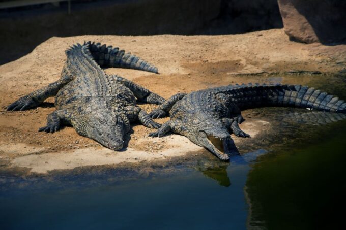 From Taghazout: Agadir Crocoparc Ticket and Transfer - Reptile Diversity