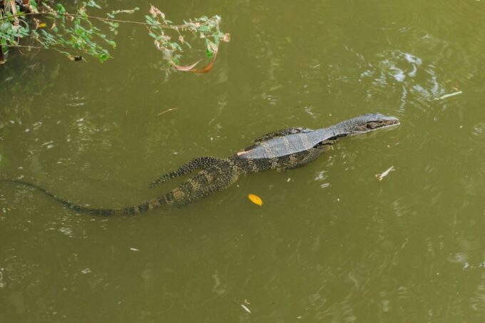 From Taghazout: Agadir Crocoparc Ticket and Transfer - Frequently Asked Questions