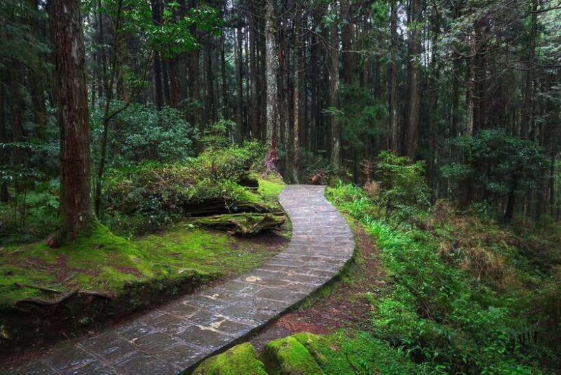 From Taipei City: 3-Day Sun Moon Lake & Alishan Private Tour - Who Will Enjoy This Tour?