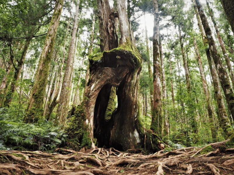 From Taipei: Taipingshan National Forest Private Day Tour - Final Thoughts