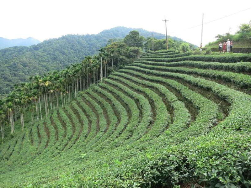 From Taipei: Thousand Island Lake and Pinglin Tea Plantation - Final Thoughts: Who Should Consider This Tour?