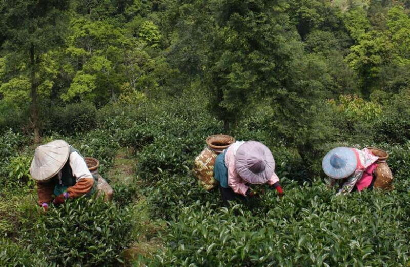 From Taipei: Thousand Island Lake and Pinglin Tea Plantation - FAQ