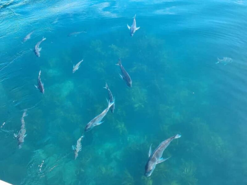 From Tairua: 2 Hour Cathedral Cove Tour with Local Guide - FAQs