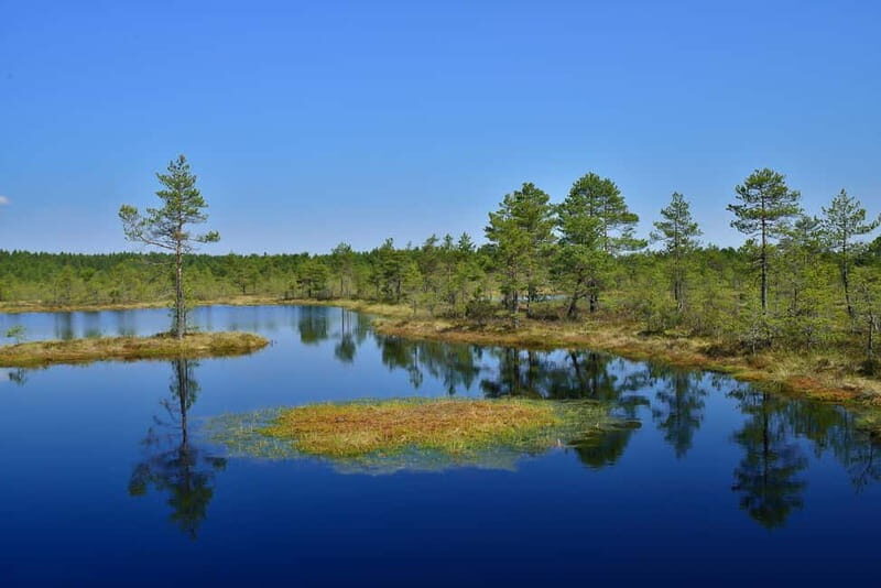 From Tallinn: Guided Bog-Shoe Hiking Tour - FAQ