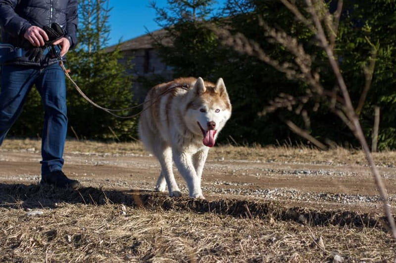 From Tallinn: Husky Park Tour with Cani-Cross Hike - Key Points
