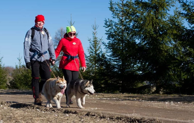 From Tallinn: Husky Park Tour with Cani-Cross Hike - What Travelers Say