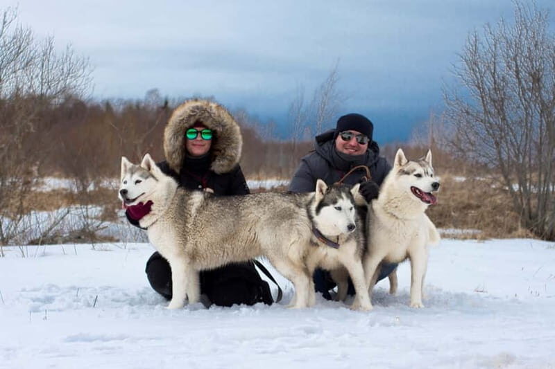 From Tallinn: Husky Park Tour with Cani-Cross Hike - Who Should Consider This Tour?