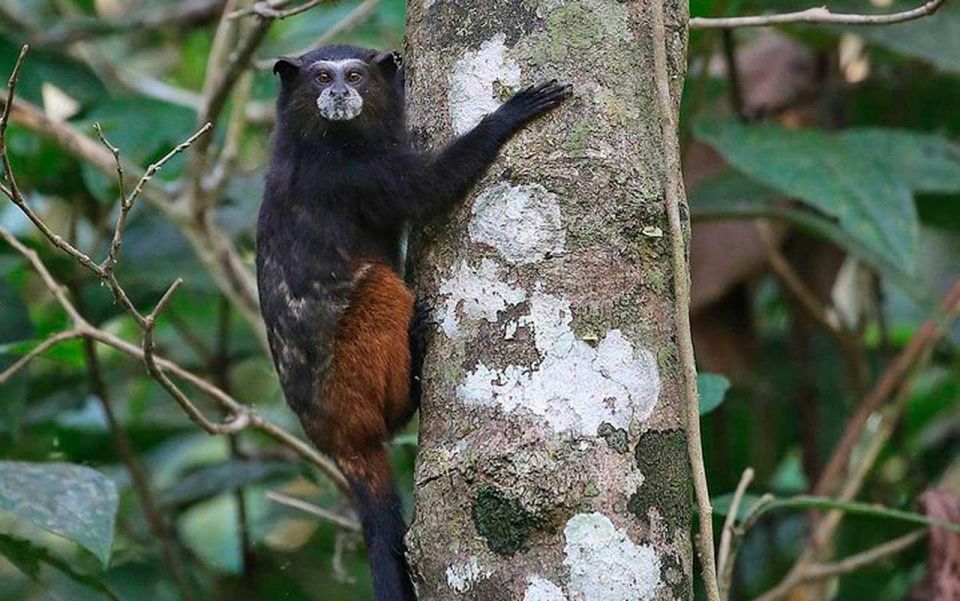 From Tambopata: Get Into Nature 2d/1n - Key Points