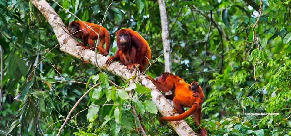 From Tambopata: Get Into Nature 2d/1n - Travel Tips