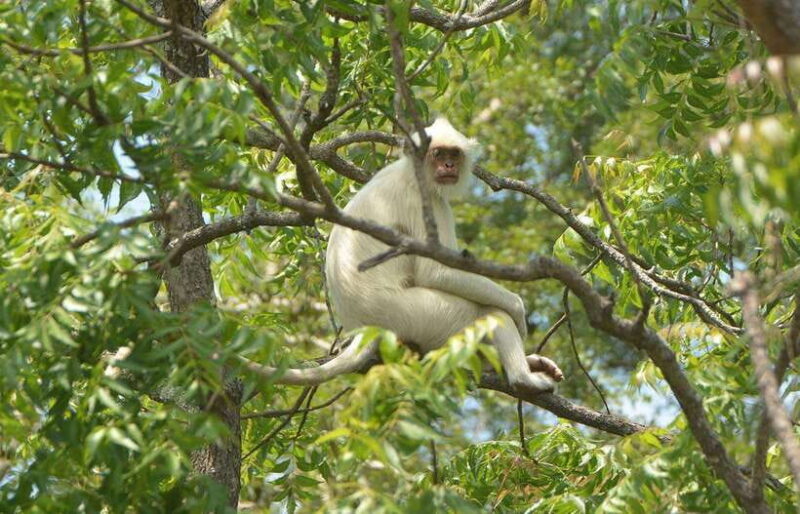 From Tangalle: All Inclusive Safari at Lunugamvehera Park - FAQ