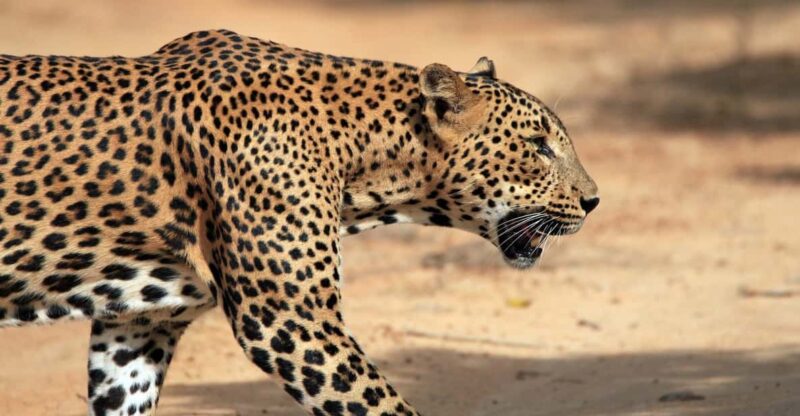 From Tangalle/Hiriketiya: Shuttle to Ella With Yala Safari - Good To Know