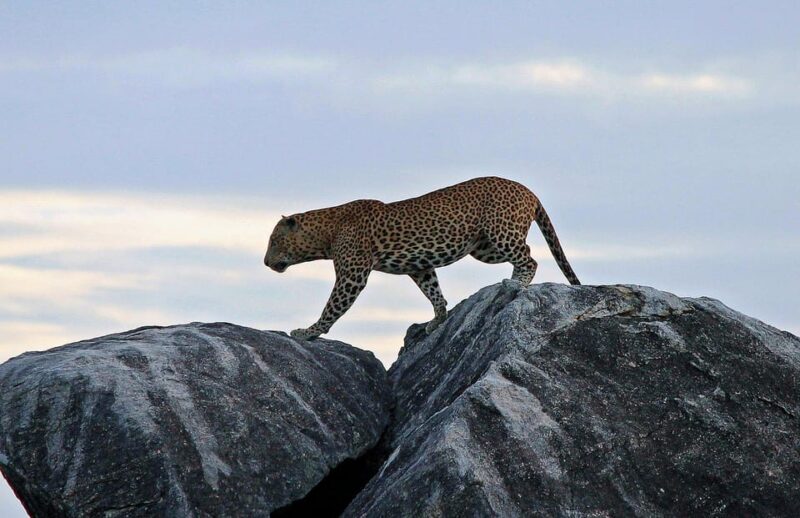 From Tangalle/Hiriketiya: Shuttle to Ella With Yala Safari - Guided Tour Features