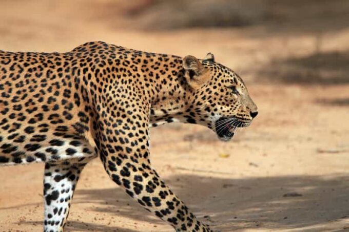 From Tangalle/Hiriketiya: Shuttle to Ella With Yala Safari - Tips for a Memorable Trip