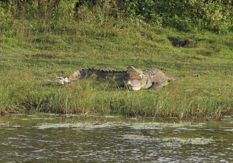 From Tangalle / Hiriketiya : Yala Safari tour & Drop - Ella - A Deep Dive into the Yala Safari Experience