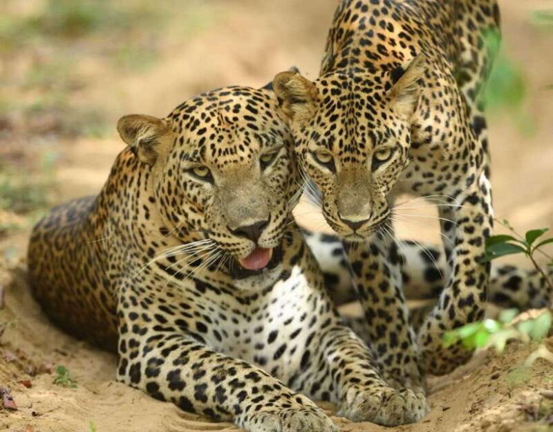 From Tangalle / Hiriketiya : Yala Safari tour & Drop - Ella - FAQs