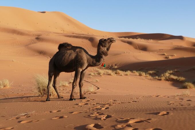 From Tangier : 10 Days to Chefchaouen and Fes ,Sahara Desert - Traversing the Dades Valley