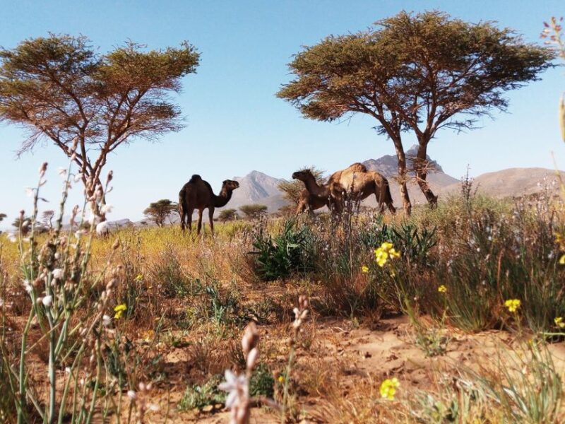 From Tangier: 6-Day Desert and Mountain Tour to Merzouga - Accessibility and Group Options