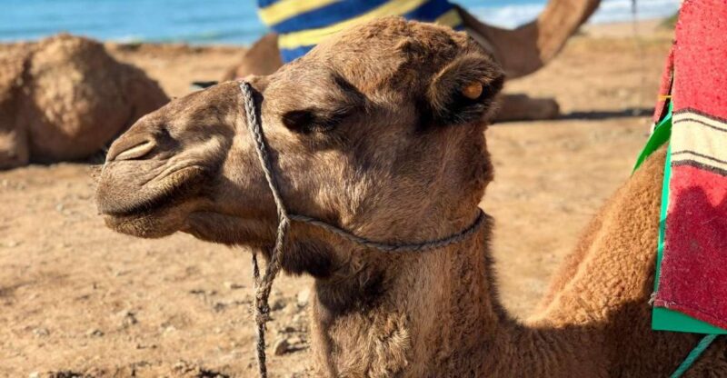 From Tangier: Asilah Tour With Tea Tasting & Camel Ride - Pickup and Departure