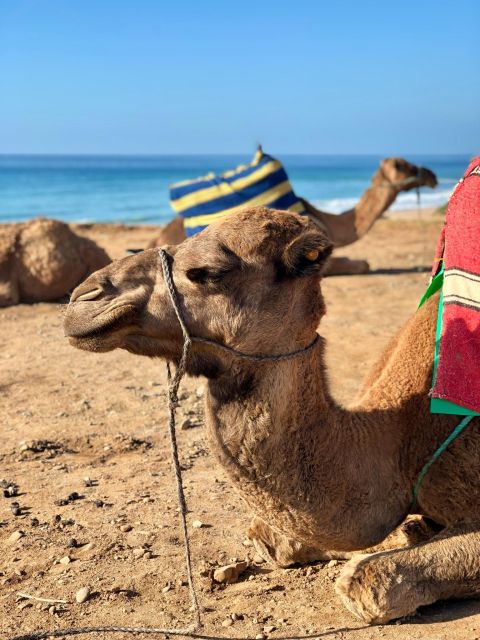 From Tangier: Asilah Tour With Tea Tasting & Camel Ride - Cap Spartel and Hercules Caves