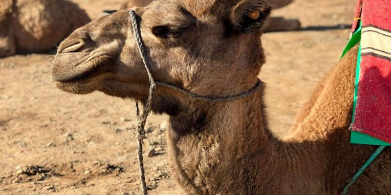 From Tangier: Cap Spartel and Hercules Cave With Camel Ride - Camel Ride Experience