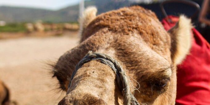 From Tangier: Cap Spartel and Hercules Cave With Camel Ride - Frequently Asked Questions