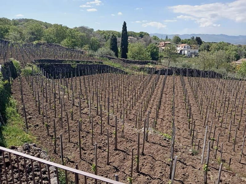 From Taormina: Etna Walking Tour and Wine Tasting in Winery - Practical Details and Overall Value