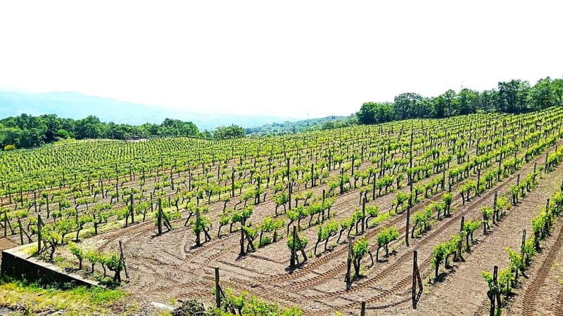 From Taormina: Etna Walking Tour and Wine Tasting in Winery - The Sum Up