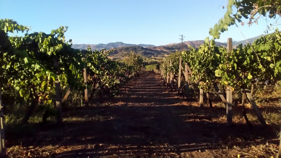 From Taormina: Etna Wineries Small Group Tour - Tour Suitability