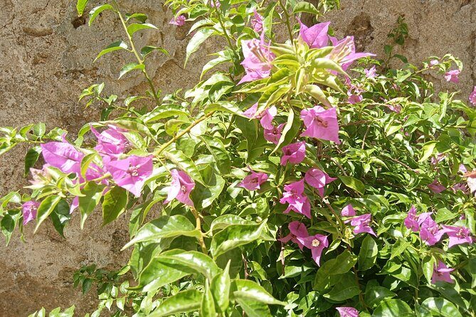 From Taormina Godfather Private Tour Forza D'Agrò and Savoca - Discover Sicily’s Cinematic Charm: From Taormina to Forza dAgrò and Savoca