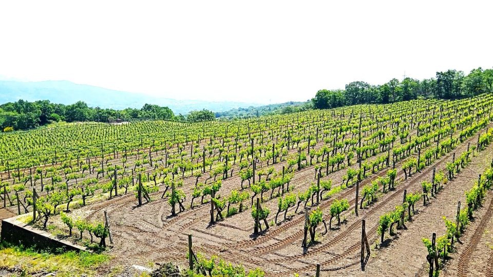From Taormina Small Group Etna Walking and Wine/Food Tasting - Key Points
