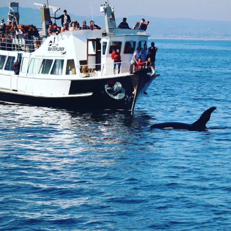 From Tauranga: Dolphin and Wildlife Cruise - Who Will Love This Experience?