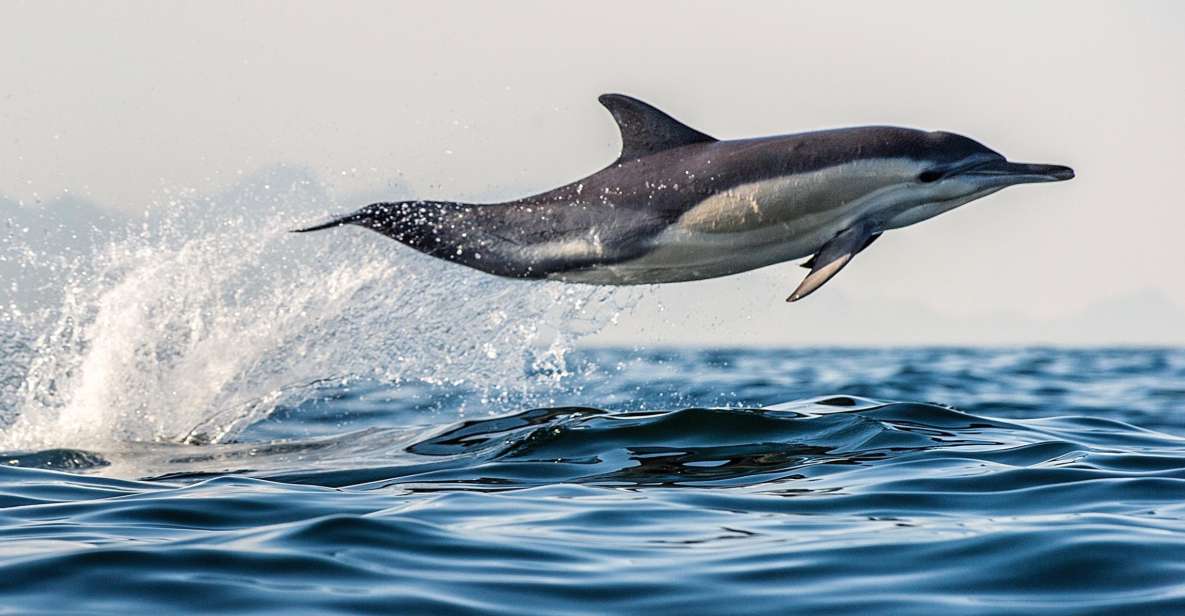 From Tauranga: Dolphin and Wildlife Cruise - Activity Details and Highlights