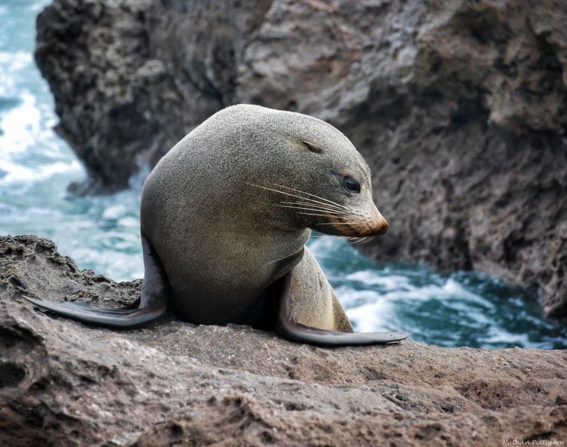 From Tauranga: Dolphin and Wildlife Cruise - Experience Description