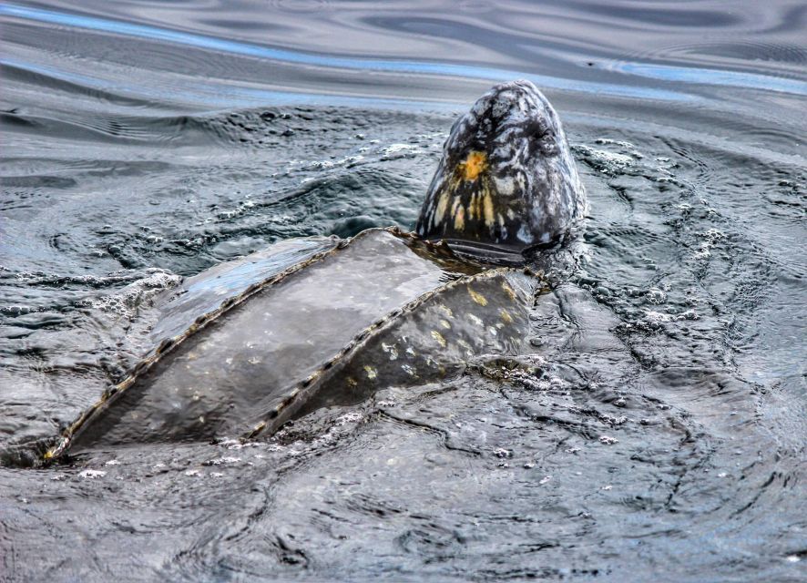 From Tauranga: Dolphin and Wildlife Cruise - Customer Reviews and Ratings