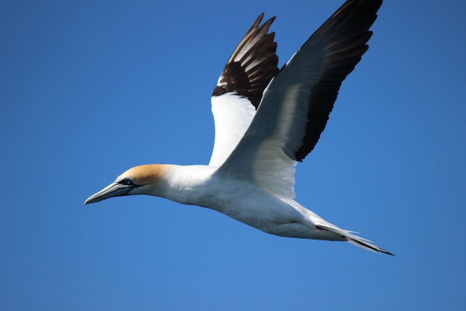From Tauranga: Dolphin and Wildlife Cruise - Recommendations and Tips