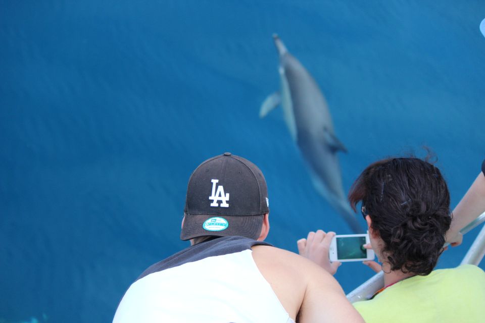 From Tauranga: Dolphin and Wildlife Cruise - Variations in Duration and Conditions