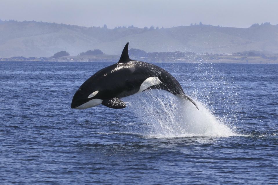 From Tauranga: Dolphin and Wildlife Cruise - Frequently Asked Questions